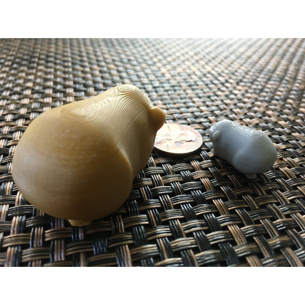 Морская свинка — фото 2